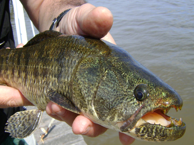 La Dirección de Producción y Turismo informó que por disposición Nº 513/18, publicada en el Boletín Oficial bonaerense y decidido desde la Dirección Provincial de Pesca, se dispone vedar la pesca de la especie tararira (hoplias malabaricus) en todos los ambientes de aguas interiores de la Provincia (lagunas, canales, ríos o arroyos) desde el 1º de noviembre al 31 de enero de año 2019.