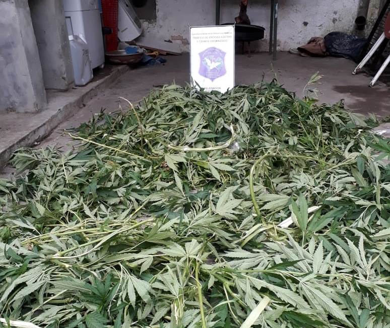En la tarde del miércoles 9 de enero se llevaron a cabo diversos allanamientos en investigaciones por comercio de estupefacientes en las ciudades de Pergamino y Colón, que derivaron en el secuestro de una importante cantidad de marihuana y en la aprehensión de dos personas de 24 y 22 años de edad.