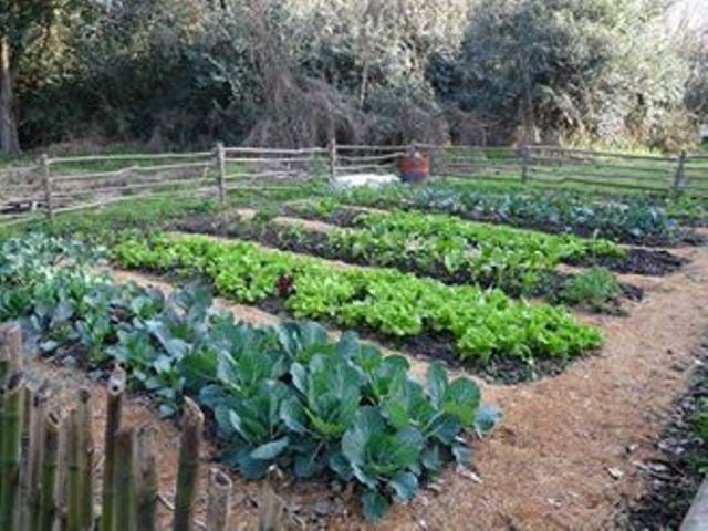 Este lunes 15 de abril, a las 10 horas, habrá una charla informativa y entrega de semillas en el Rancho Museo La Palmira (38 y 25).