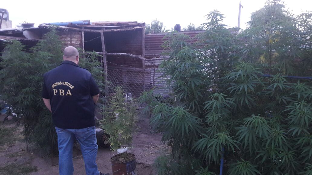Allanamiento en la ciudad: secuestraron tres plantas de cannabis de más de dos metros de altura