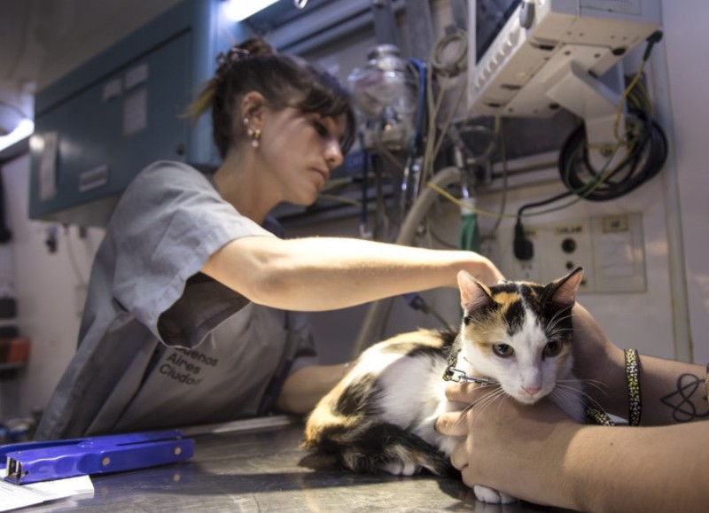 La iniciativa no requiere turno previo y está destinada a perros y gatos, con el objetivo de garantizar su protección y, al mismo tiempo, resguardar la salud de toda la comunidad.