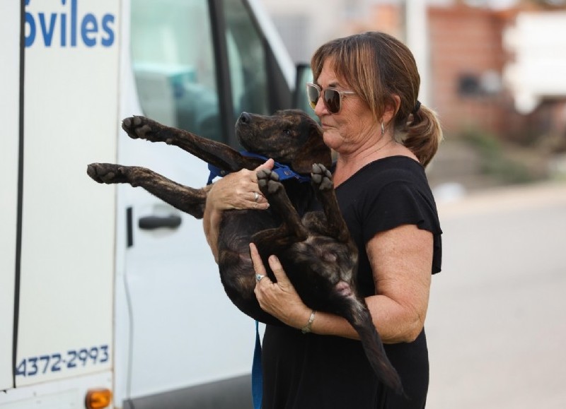 En lo que va del mes, el servicio ya recorrió distintos sectores de la ciudad, incluyendo operativos en 13 y 53 y en dos oportunidades en 26 y 47.