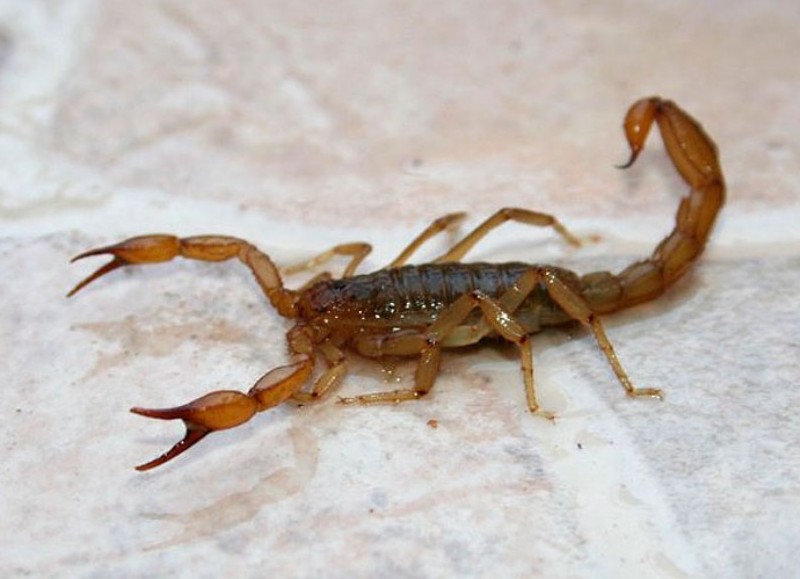 Distintos vecinos manifestaron en redes sociales haber encontrado al menos uno de estos insectos en sus viviendas.