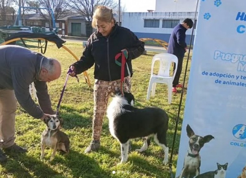 El municipio impulsa una campaña de adopción responsable a través del programa “Huellitas Colón”, para encontrarle hogar a decenas de perros que esperan una segunda oportunidad.