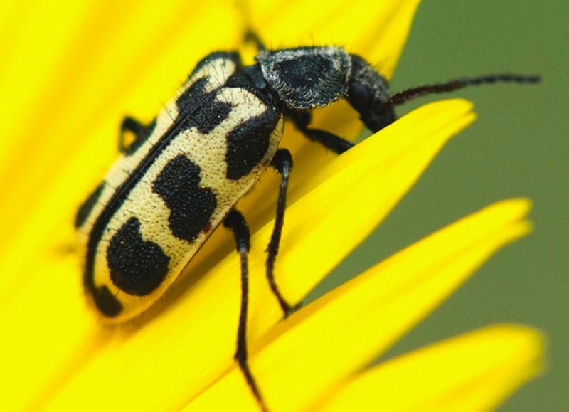 Según manifestaron usuarios de las redes sociales, se habría detectado la presencia de estos insectos en la ciudad.