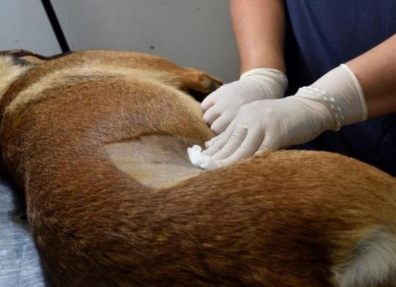 Jornada de castración y vacunación gratuita sin turno previo