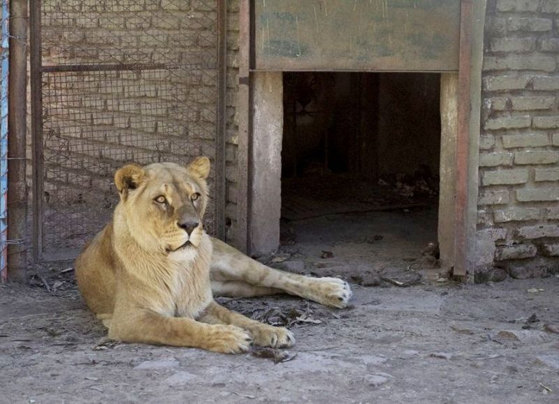 En enero se estaría concretando el traslado de animales del ex Zoológico.