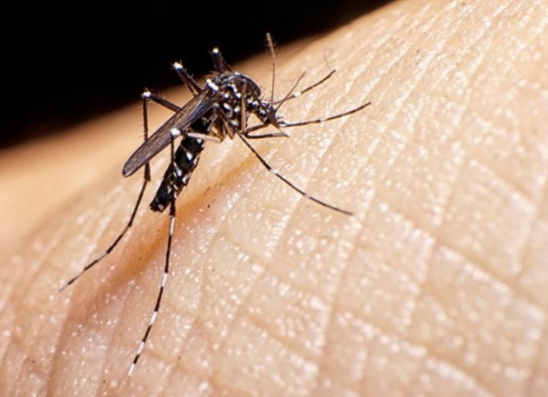 Los casos de dengue superan los 78 mil en la provincia.