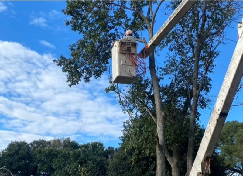 Desde el área de Ambiente destacaron que respetar los períodos establecidos es fundamental para cuidar el entorno, preservar la salud de los árboles.