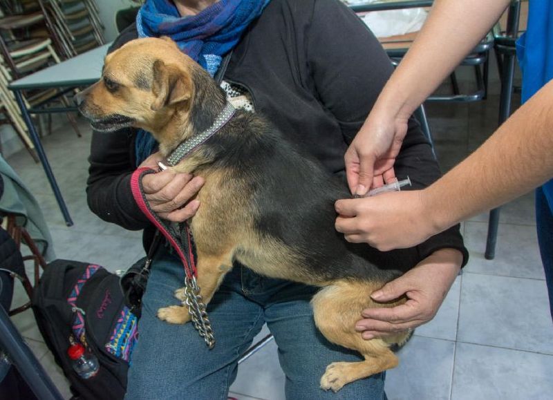 Servicio veterinario.