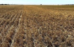 Se declaró la Emergencia Agropecuaria en Colón hasta el 31 de marzo