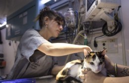 La iniciativa no requiere turno previo y está destinada a perros y gatos, con el objetivo de garantizar su protección y, al mismo tiempo, resguardar la salud de toda la comunidad.