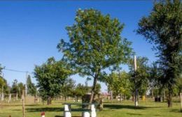 Continúa la forestación en el Complejo Polideportivo el Lago