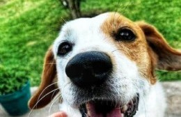 "Huellitas Colón": el nuevo programa del municipio para favorecer la adopción responsable de animales