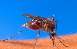 VIDEO | El municipio refuerza acciones de prevención contra el dengue