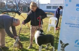 VIDEO | La ciudad celebra el mes del amigo con una campaña de adopción de perros
