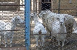 Traslado de animales del ex Jardín Zoológico