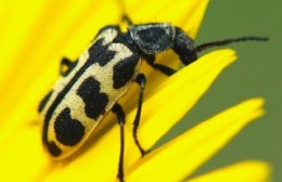 Alerta por la presencia del Escarabajo "siete de oro" en Colón