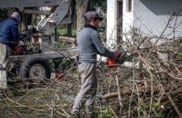 El municipio avanza con su plan de poda en espacios históricos