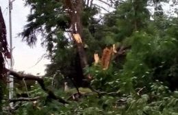Fuerte tormenta: Voladuras de techos, árboles caídos y una mujer lesionada