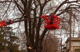 La Municipalidad ya podó 500 árboles y aspiran a llegar a los mil en el año