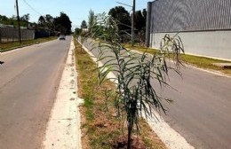 Se plantaron palmeras en la Avenida 42