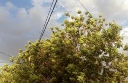 Intervenciones de los Bomberos ante la tormenta de viento y tierra