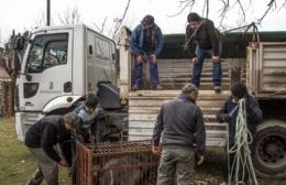 Traslado de animales a la Reserva Natural de Tandil