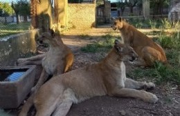 Encontraron muerto a uno de los pumas del ex zoológico que esperan para ser trasladados