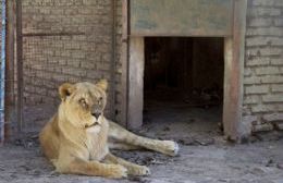 Llegaron las jaulas para el traslado de animales a Estados Unidos