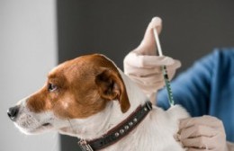 Vacunación antirrábica gratuita: nueva jornada del Programa Huellitas