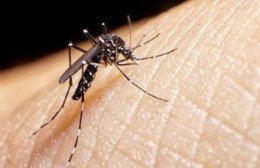 Los casos de dengue superan los 78 mil en la provincia.
