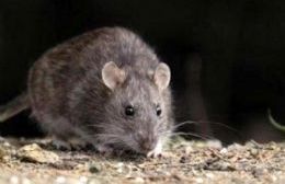 Hantavirus: Prevención de contagios