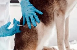 Se llevará a cabo la campaña gratuita de vacunación antirrábica para perros y gatos