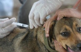 Se instalarán nuevas postas de vacunación antirrábica en distintos barrios de la ciudad