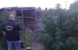 Allanamiento en la ciudad: secuestraron tres plantas de cannabis de más de dos metros de altura