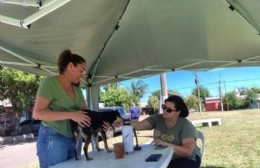 Desde el Municipio remarcaron la importancia de estas acciones territoriales, que promueven una tenencia responsable, contribuyendo al bienestar animal.